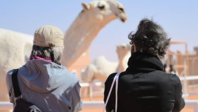 صورة 700 سائح من 30 دولة يزورون مهرجان الملك عبد العزيز للإبل  أخبار السعودية