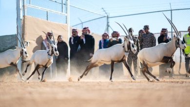 صورة إطلاق 66 كائناً مهدداً بالانقراض في محمية الملك خالد الملكية  أخبار السعودية