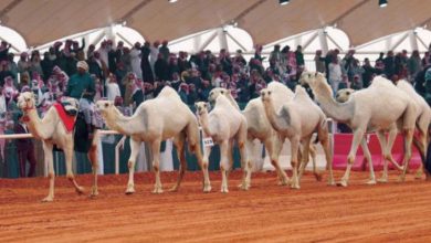 صورة مهرجان الملك عبدالعزيز للإبل يجذب العائلات ويعرّف الأطفال بتراث الأجداد