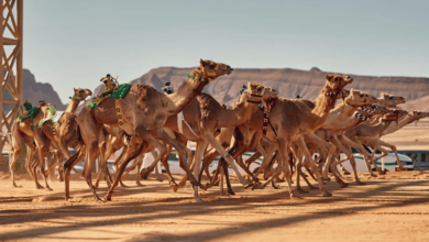 صورة كأس وزارة الرياضة للهجن ينطلق اليوم على أرضية ميدان السيح