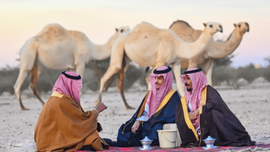 صورة ألوان الإبل.. رداء أصيل في ثقافة المجتمع السعودي