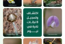 صورة المملكة تسجل 8 أنواع جديدة من النباتات المحلية النادرة ومحدودة الانتشار عالميا