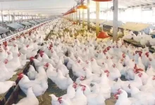 صورة حملة “بلاش فراخ”.. هل أثرت على صناعة الدواجن في مصر؟ الشعبة ترد