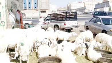 صورة مربو المواشي لـ«عكاظ»: البيع بـ«الكيلو» يمنع التلاعب.. نحتاح «توضيحات»  أخبار السعودية