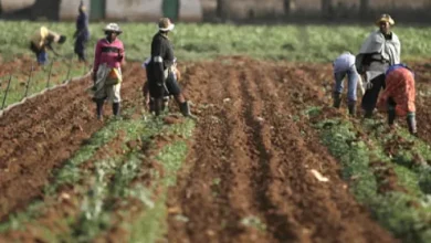 صورة اختتام أشغال قمة التنمية الزراعة الإفريقية على خلفية التزام بزيادة إنتاج الصناعة الغذائية