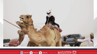 صورة ضمن موسم ناصر بن حمد للصقور والصيد.. انطلاق سباقات الهجن للركب البشري