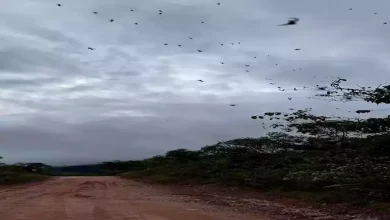 صورة مشهد مرعب.. سقوط مئات العناكب من السماء لهذا السبب الصادم (فيديو وصور)