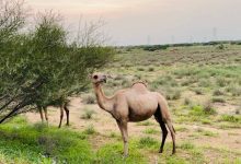 صورة ناقتك مرهّمة؟!  أخبار السعودية