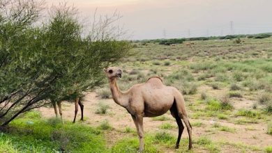 صورة ناقتك مرهّمة؟!  أخبار السعودية