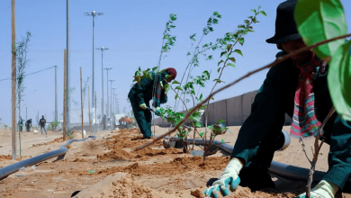 صورة أمانة الطائف تنفذ 136 مبادرة تطوعية لتنمية الغطاء النباتي