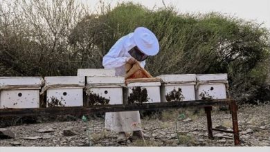 صورة القطاع التهامي بالباحة.. وجهة مثالية لمربي النحل