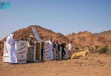 صورة «الحياة الفطرية» تطلق 16 كائنًا فطريًا في محميتي الحجر ووادي نخلة