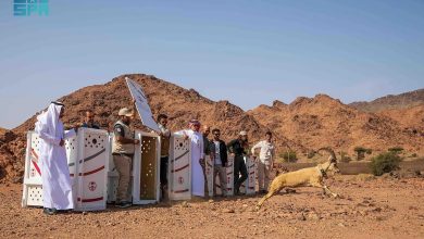 صورة «الحياة الفطرية» تطلق 16 كائنًا فطريًا في محميتي الحجر ووادي نخلة