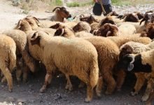 صورة برلماني يدعو وزير الفلاحة لدعم الكسابة الصغار والمتوسطين بعد إلغاء نحر الأضاحي