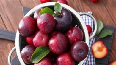 صورة هذا ما يحدث للكبد والكلى عند تناول كوب من عصير البرقوق