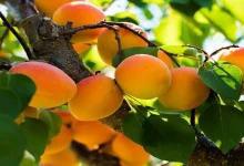 صورة في موسمه.. 5 فوائد مذهلة لفاكهة المشمش على صحتك