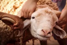 صورة أهم 60 سؤالاً وإجابة شرعية عن الأضحية.. أصدرتها دار الإفتاء المصرية