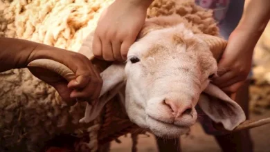صورة أهم 60 سؤالاً وإجابة شرعية عن الأضحية.. أصدرتها دار الإفتاء المصرية