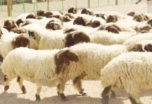 صورة مع اقتراب عيد الأضحى.. 5 طرق لشراء صك الأضحية أونلاين
