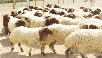 صورة مع اقتراب عيد الأضحى.. 5 طرق لشراء صك الأضحية أونلاين