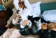 صورة أحدث ظهور لـ شيرين رضا داخل غرفتها بصحبة 7 قطط والجمهور يعلق (صورة)