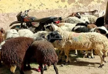 صورة السن الجائز للأضحية وحكم ذبح الصغيرة كثيرة اللحم.. الإفتاء توضح