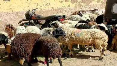 صورة السن الجائز للأضحية وحكم ذبح الصغيرة كثيرة اللحم.. الإفتاء توضح