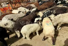 صورة هل يجوز للمضحي دفع ثمن الأضحية من مال الزكاة؟.. الإفتاء تجيب