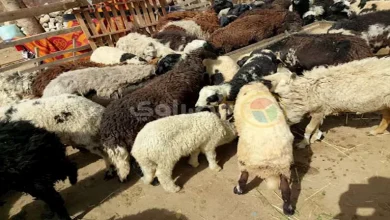 صورة هل يجوز للمضحي دفع ثمن الأضحية من مال الزكاة؟.. الإفتاء تجيب