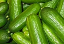 صورة ارتفاع الخيار.. أسعار الخضروات والفاكهة في سوق العبور اليوم