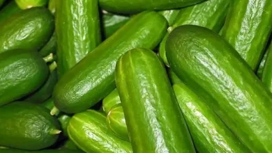 صورة ارتفاع الخيار.. أسعار الخضروات والفاكهة في سوق العبور اليوم