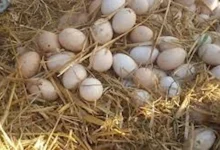 صورة ماذا يفعل تناول البيض البلدي بـ عقلك ومستويات السكر والكوليسترول؟