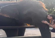 صورة مع “فيل”.. أسماء جلال تنشر صورا من رحلة ترفيهية وعمرو وهبة يعلق