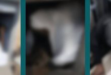 صورة «أمن الحج»: ضبط مقيم حاول إيصال 4 وافدات مخالفات لأنظمة الحج إلى مكة  أخبار السعودية