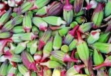 صورة فوائد البامية الحمراء:  أخبار السعودية