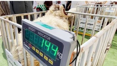 صورة ورشة في الرياض لبحث آليات بيع المواشي بـ «الوزن»  أخبار السعودية