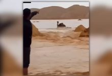 صورة | قصة اختفاء شاب أثناء محاولته إنقاذ ناقة جرفتها السيول في الحسا.. فيديو