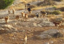 صورة | تزايد الجدل حول الكلاب الضالة في الأردن.. وخلافات بين البلديات وأمانة عمان حول آلية التعامل