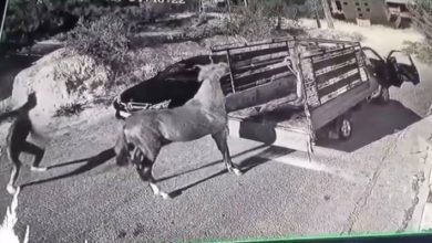 صورة | عناد خيل عربي أصيل يحول دون سرقته في منطقة مرج الحمام