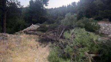 صورة | اعتداء واسع على الثروة الحرجية في منطقة ساكب بمحافظة جرش