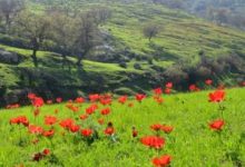 صورة | طقس العرب: كتلة هوائية حارة نسبيا إلى حارة تؤثر على الأردن الأحد والاثنين