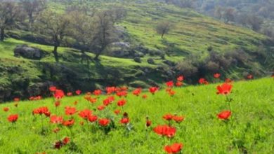صورة | طقس العرب: كتلة هوائية حارة نسبيا إلى حارة تؤثر على الأردن الأحد والاثنين
