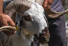 صورة | ما هي الشروط الشرعية للأضحية؟