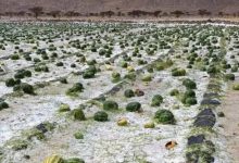 صورة عاصفة رعدية وسيول تجتاح زاكورة وتخلف خسائر هامة في ضيعات « الدلاح »