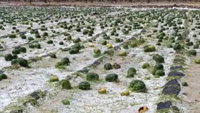 صورة عاصفة رعدية وسيول تجتاح زاكورة وتخلف خسائر هامة في ضيعات « الدلاح »