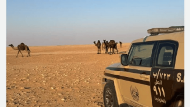 صورة ضبط مواطن لارتكابه مخالفة رعي في محمية الإمام عبدالعزيز بن محمد الملكية