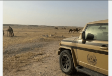 صورة ضبط مواطن لارتكابه مخالفة رعي في محمية الملك عبدالعزيز الملكية