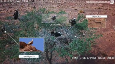 صورة لقطات فريدة ترصد تفاعلات الحياة البرية في محمية الملك سلمان بن عبدالعزيز الملكية