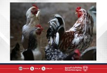 صورة اليابان تعلق استيراد الدواجن من منطقتين برازيليتين بعد تفشي إنفلونزا الطيور