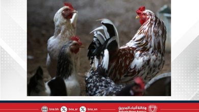 صورة اليابان تعلق استيراد الدواجن من منطقتين برازيليتين بعد تفشي إنفلونزا الطيور